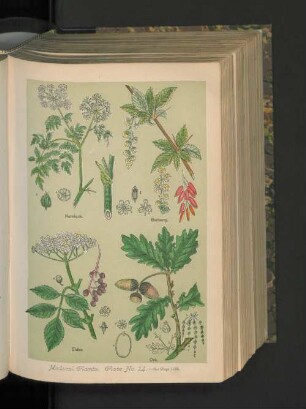 Medical Plants. Plate No.14.