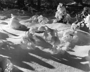Licht und Schatten im Winterwald