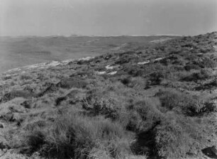 Gräser und Kräuter : Gräser und Kräuter in den Drakensbergen ("Drachenberge")