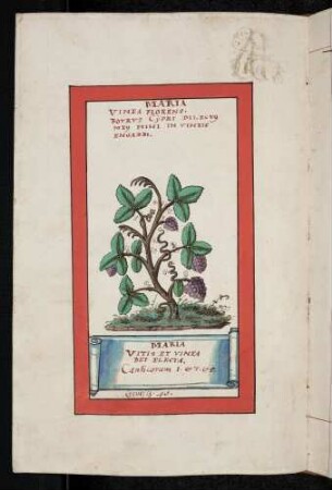 Maria Vinea Florens (Weinstock)