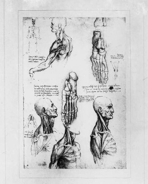 Anatomische Studien aus dem Anatomical Manuscript A: 19002 verso