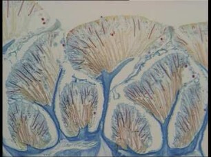 Morphology and Mode of Life of Chironex fleckeri (Cubozoa)