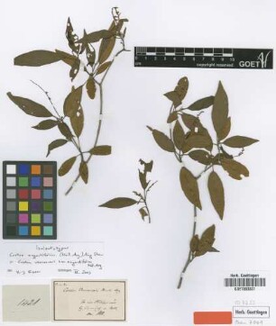 Croton verreauxii Baill. var. Müll.Arg. angustifolius[isolectotype]