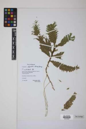 Selaginella stipulata (Blume) Spring