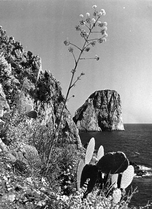 Reisefotos. Capri. Blick zu den Faraglioni