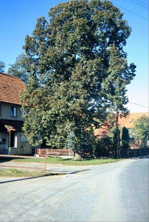 Dorflinde in der Ortsmitte