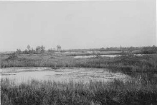 Hochmoorteiche (R. Potonié) : Geologie | Kohlengeologie | Entstehung der Kohle