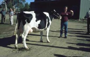 Fotografie: Tierproduktionsverfahren, Milchkuh