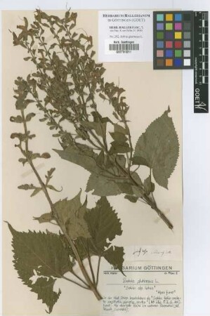 Salvia glutinosa L.