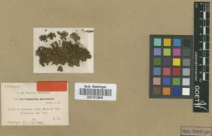 Syrrhopodon juruensis Broth. [isotype]