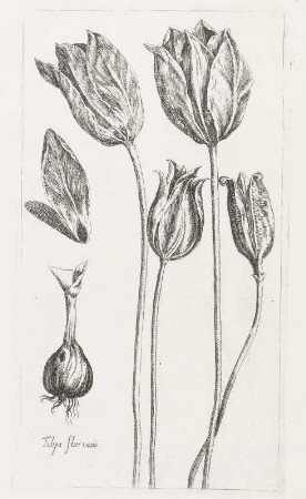 Tulipa flore vario, Folio 9