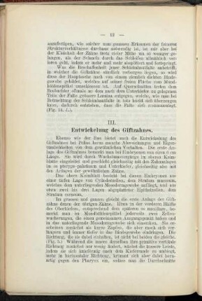III. Entwickelung des Giftzahnes