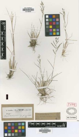 Atropis carinata Griseb. [syntype]