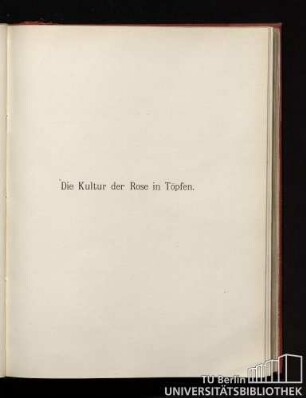 Die Kultur der Rose in Töpfen