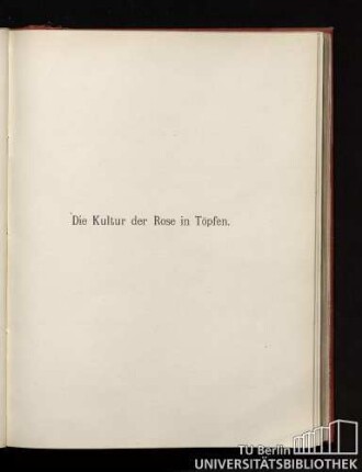 Die Kultur der Rose in Töpfen