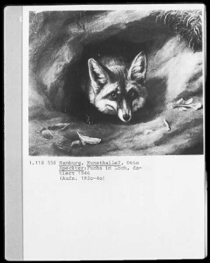 Fuchs im Loch