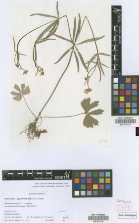 Ranunculus carpinetorum E. H&ouml;randl & W. Gutermann[paratype]