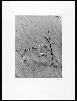 Sønderho. Spuren am Strand