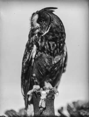 Waldohreule : Waldohreule (Asio otus L.), gefangener Vogel.