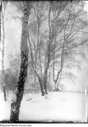 Wintermotiv mit Birken auf dem Heller