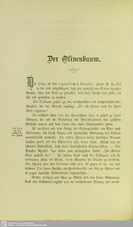 Der Olivenbaum