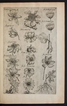 Taf. 3. [Anemone]