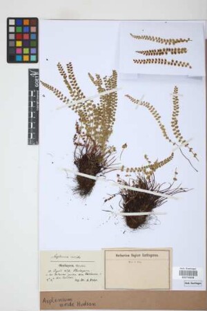 Asplenium viride Huds.