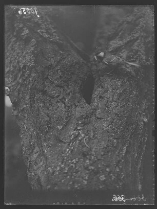 Kohlmeise : Eine Kohlmeise (Parus major Linnaeus) an der Nisthöhle.