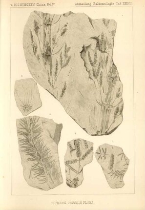 Schenk, Fossile Flora