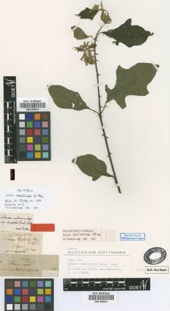 Solanum subinerme Jacq.