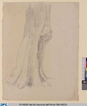 Studie eines Baumstammes