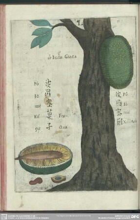 L. Po-Lo-Mie. Seu Giaca Fructus
