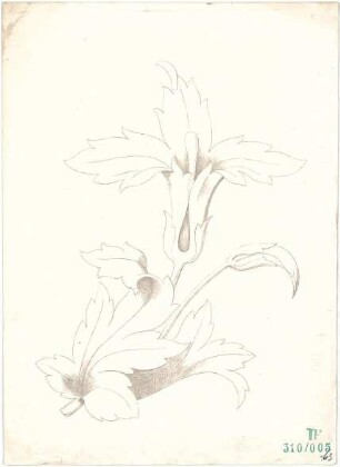 Fischer, Theodor; Studienarbeiten (Pflanzen) - Ansicht