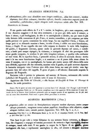 Agaricus Sementino. Nob.