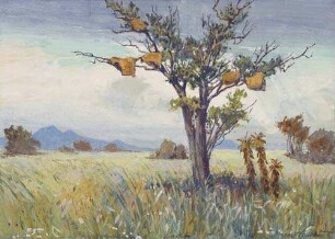 Bäume mit Gesellschaftsvogelnestern. Deutsch-Südwestafrika