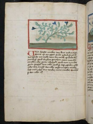 Kräuterpflanze: Vicia (Vicia sativa / Fabaeceae) / Wicke (Futterwicke); (aus Konrads von Megenberg "Buch der Natur")