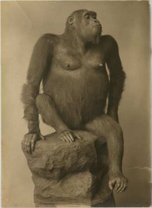Gorilla gorilla (Savage, 1847)