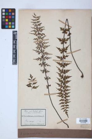 Asplenium praemorsum