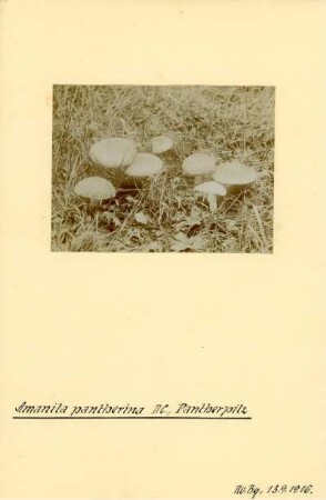 Pantherpilz : Pantherpilz (Amanita pantherina Krombholz).
