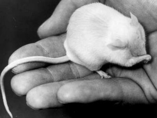 Die weiße Maus "Maxi" des Fotografen schläft in meiner Hand