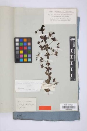 Galium uncinatum