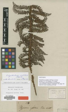 Polypodium vestitum G.Forst. [type]