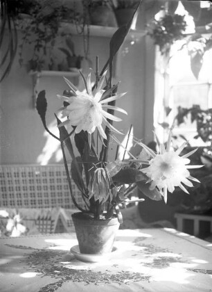 Kattowitz, Friedensstraße 2. Wohnung der Familie Knochenhauer. Wohnraum, auf dem Tisch ein Blattkaktus (Epiphyllum), blühend