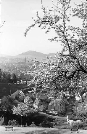 Blick auf Freiburg mit Schönberg durch die Blüten der Eichhalde mit rundem Blütenzweig im Bild