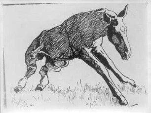 Aufstehendes Fohlen : Aufstehendes Fohlen. Federzeichnung (um 1930; E. Richter)