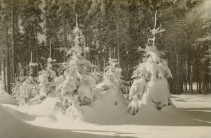 Verschneite Fichtenschonung bei Rehefeld