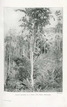 Jakun walking up a tree, Ulu Batu, Selangor