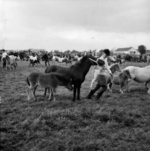 Sportveranstaltung: Pferdeleistungsschau: Reit- und Fahrverein Trittau und Umgebung von 1922 e.V.: Jubiläumsschau: Vorführung des Ponygestüts Auberghof: Bildung eines Kreises: Ponys mit ihren Fohlen und jungen Reitern