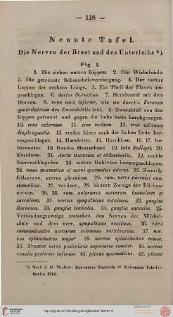 Neunte Tafel [Nerven des Brust- und des Unterleibs]