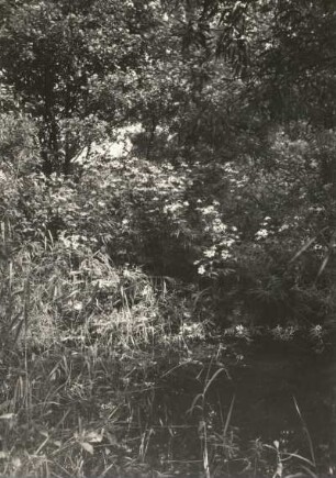 Rudbeckia (Sonnenhut), Pflanzengattung in der Familie der Korbblütler (Asteraceae)